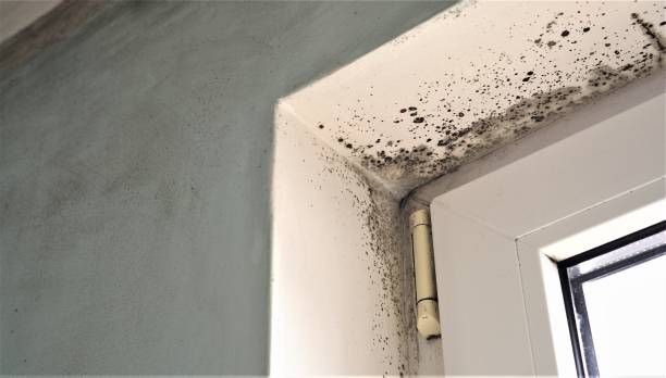 Best Basement Mold Removal  in Galena, IN