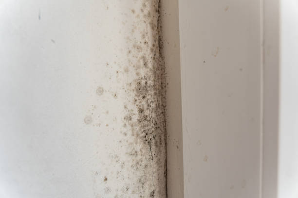 Best Water Damage & Mold Remediation  in Galena, IN