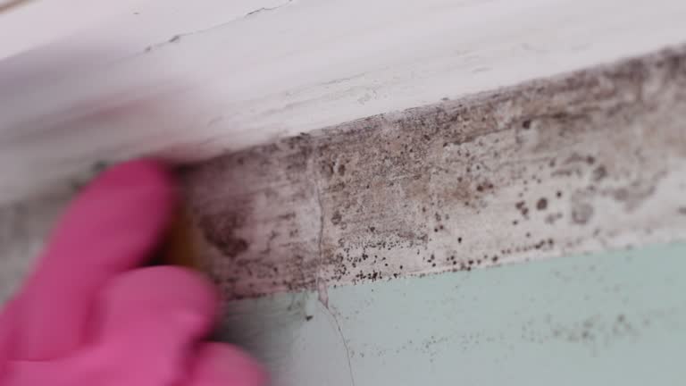Best Mold-Related Health Consultation  in Galena, IN